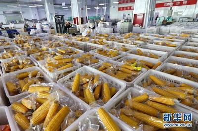 河北万全:工业化鲜食玉米加工助增收